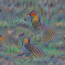 n01798484 prairie chicken, prairie grouse, prairie fowl